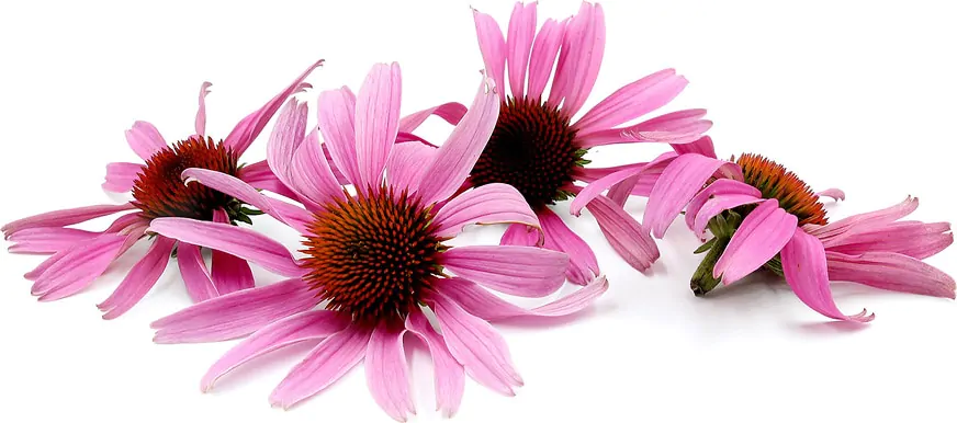 Echinacea эхинацея сироп экстракт капли эхинацея для детей